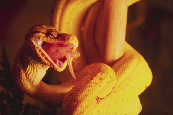 789011 Baby Tree Python, Swallowing A Mouse A4 Photo Print