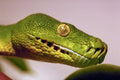 789012 Green Tree Python, Up Close A4 Photo Print