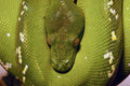 789013 Green Tree Python A4 Photo Print