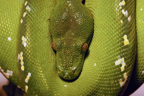 789013 Green Tree Python A4 Photo Print