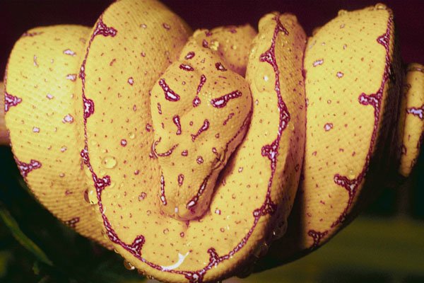 789014 Green Tree Python A4 Photo Print