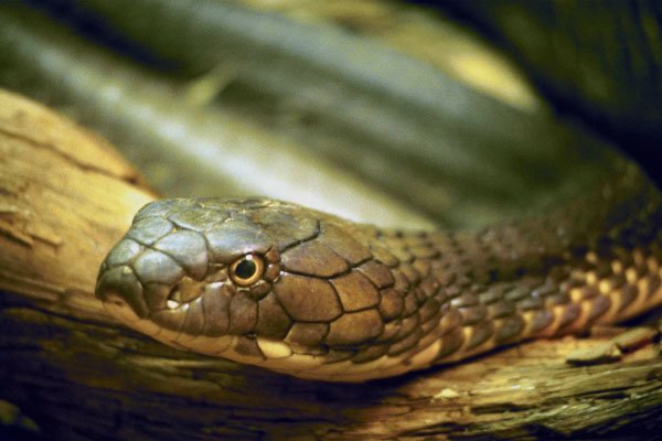 789015 King Cobra A4 Photo Print