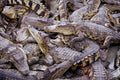 789017 Crocodile Farm, Thailand A4 Photo Print