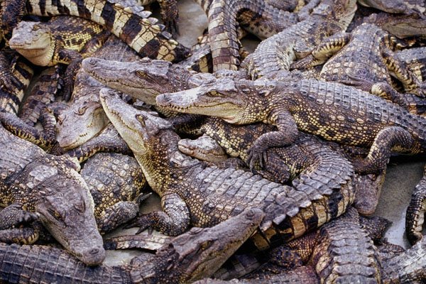 789017 Crocodile Farm, Thailand A4 Photo Print