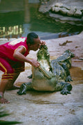 789018 Crocodile Show A4 Photo Print