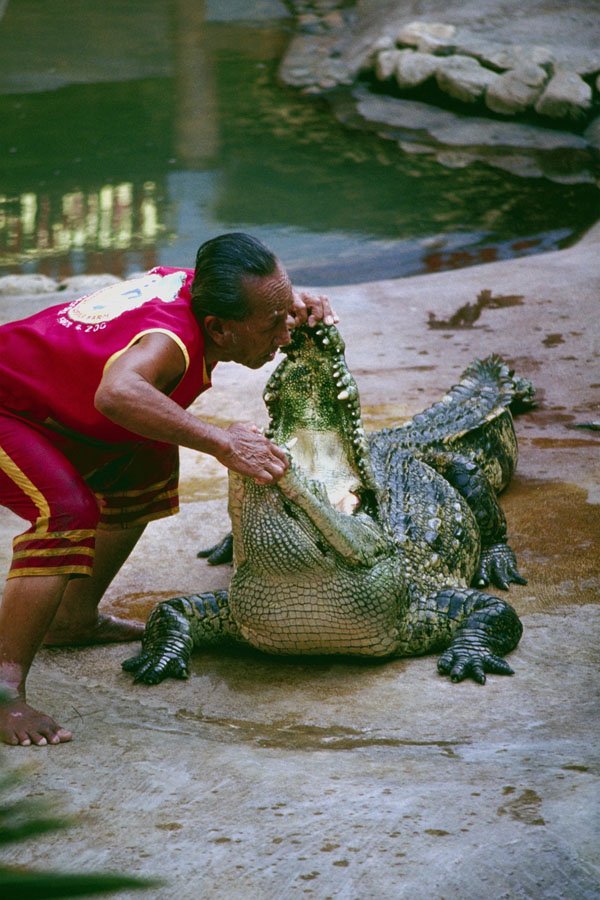 789018 Crocodile Show A4 Photo Print