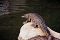 789019 Crocodiles Mating, Crocodile Farm Near Mombasa, Kenya A4 Photo Print