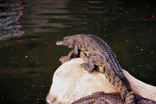 789019 Crocodiles Mating, Crocodile Farm Near Mombasa, Kenya A4 Photo Print