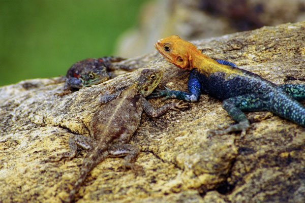 789020 Lizards At Voi Lodge, Kenya A4 Photo Print