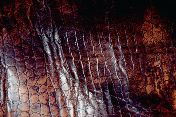 789021 Lizard Skin Leather A4 Photo Print