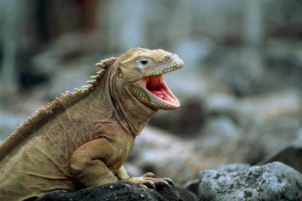 789022 Iguana, Galapagos Islands A4 Photo Print