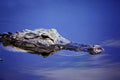 789023 Crocodile, Partially Submerged A4 Photo Print