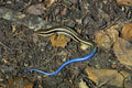 789024 Western Skink (Eumeces Skiltonianus), California, U.S.A. A4 Photo Print