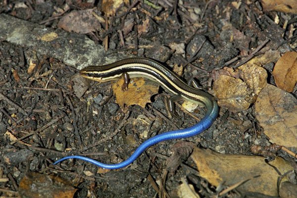 789024 Western Skink (Eumeces Skiltonianus), California, U.S.A. A4 Photo Print