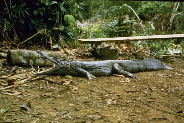 789025 Crocodile, Chiapas A4 Photo Print