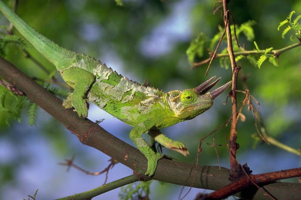 789026 Jackson Chameleon, Hawaii A4 Photo Print