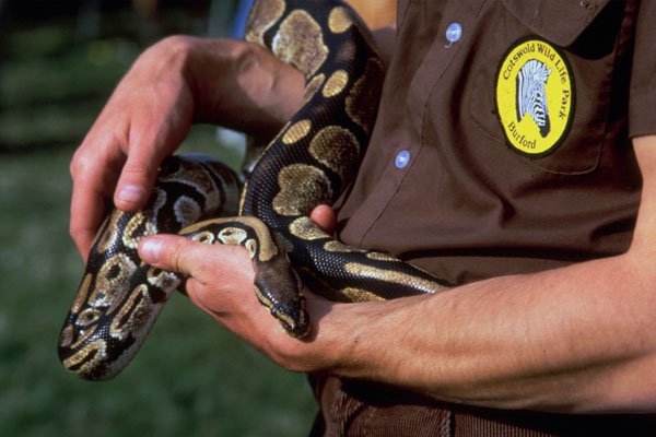 789028 Snake, Cotswold Wildlife Park A4 Photo Print