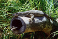 789029 Lizard On Log A4 Photo Print