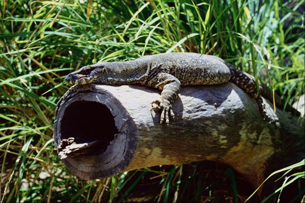 789029 Lizard On Log A4 Photo Print