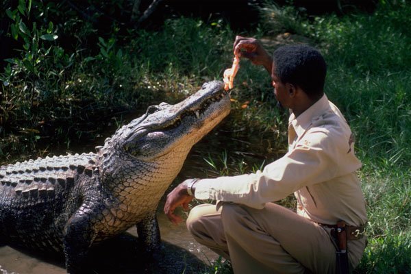 789030 Feeding Crocodile At Kananga Crocodile Farm, Jamaica A4 Photo Print