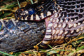 789031 A Chain Kingsnake Devours A Four Foot Black Racer Snake A4 Photo Print
