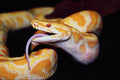 789032 Albino Burmese Python, Swallowing A Field Mouse A4 Photo Print