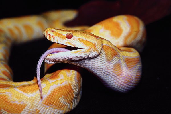 789032 Albino Burmese Python, Swallowing A Field Mouse A4 Photo Print