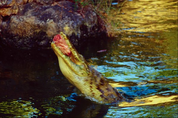 789033 Crocodile Park, Mombasa A4 Photo Print