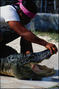 789034 Man And Crocodile, Florida, U.S.A. A4 Photo Print