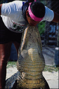 789035 Man And Crocodile, Florida, U.S.A. A4 Photo Print