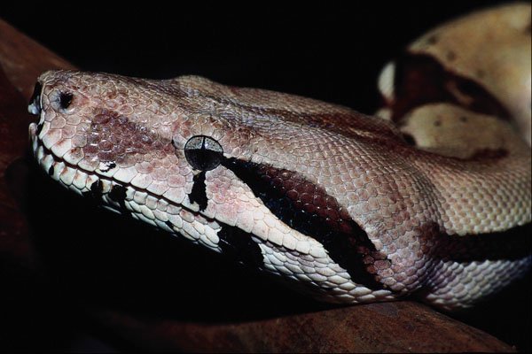789036 Common Boa Constrictor, South America A4 Photo Print
