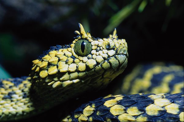 789037 Usambara Mountain Viper, Africa A4 Photo Print