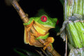 789039 Red eyed Tree Frog, Costa Rica A4 Photo Print