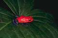 789040 Arrow poison Frog, Costa Rica A4 Photo Print