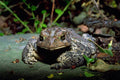 789041 Toad Frog A4 Photo Print