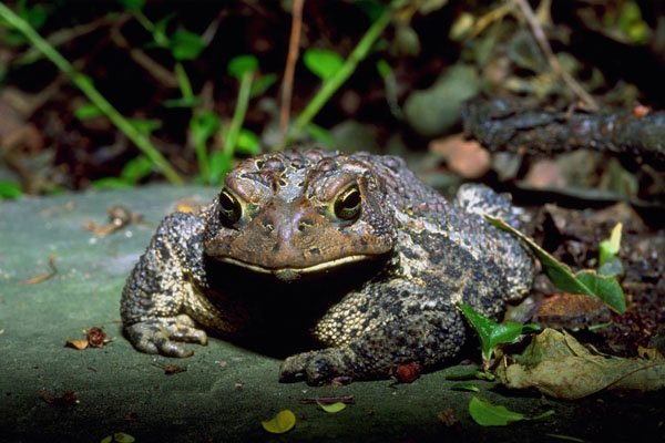 789041 Toad Frog A4 Photo Print
