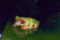 789042 Red eyed Tree Frog, Tarcoles, Costa Rica A4 Photo Print