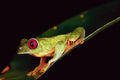 789043 Red eyed Tree Frog, Tarcoles, Costa Rica A4 Photo Print