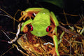 789044 Red eyed Tree Frog, Tarcoles, Costa Rica A4 Photo Print