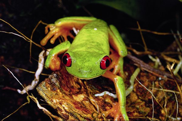 789044 Red eyed Tree Frog, Tarcoles, Costa Rica A4 Photo Print