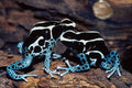 789045 Dyeing Poison Dart Frog, South America A4 Photo Print