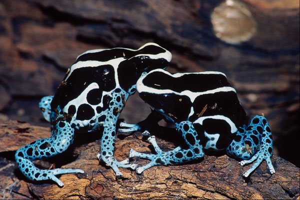 789045 Dyeing Poison Dart Frog, South America A4 Photo Print