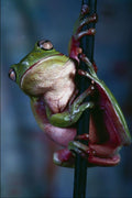 789046 Cuban Tree Frog On Bamboo A4 Photo Print