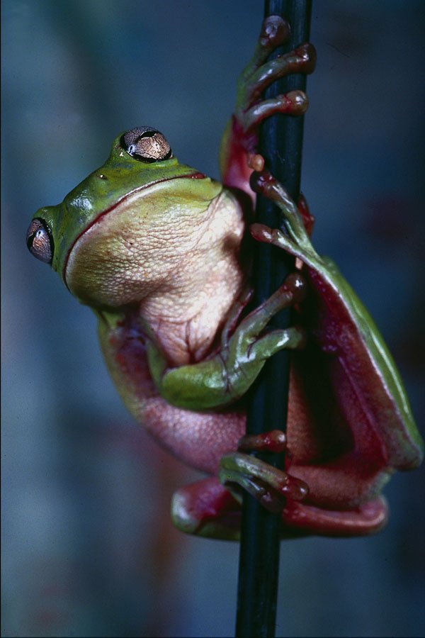 789046 Cuban Tree Frog On Bamboo A4 Photo Print