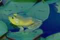 789048 Bullfrog A4 Photo Print