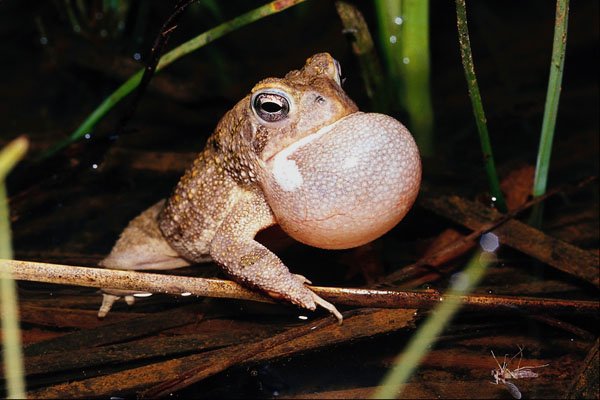 789049 Fowler's Toad, Eastern Great Lakes Area A4 Photo Print