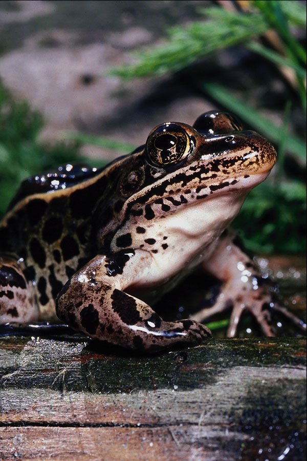 789050 Eastern Leopard Frog A4 Photo Print
