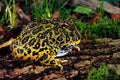 789051 Horned Frog A4 Photo Print