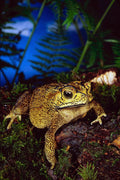 789052 Russian Black Spiny Toad A4 Photo Print