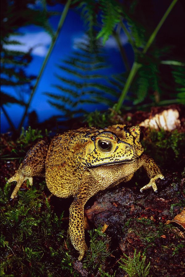 789052 Russian Black Spiny Toad A4 Photo Print